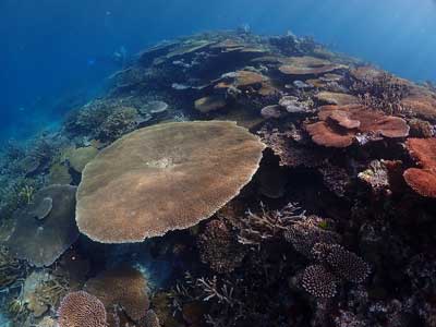 Pacific coral reef shows a historic increase in climate resistance